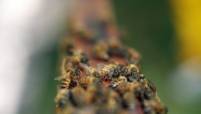 Perú impulsa proyecto para proteger abejas y mariposas en ecosistemas nacionales Perú impulsa proyecto para proteger abejas y mariposas en ecosistemas nacionales