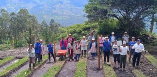 Viveros en Huancabamba producirán 15,000 plantas de palta, naranja, lima y guanábana Viveros en Huancabamba producirán 15,000 plantas de palta, naranja, lima y guanábana