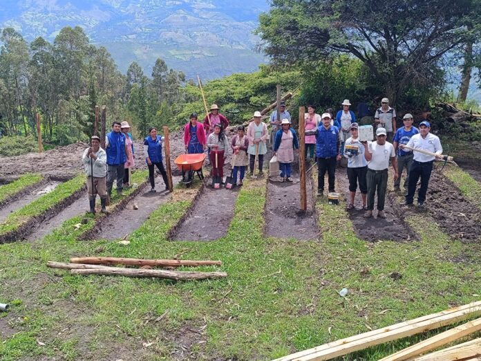 Viveros en Huancabamba producirán 15,000 plantas de palta, naranja, lima y guanábana