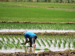 Piura: Gobierno Regional expresa preocupación por caída de precios del arroz que afecta a productores Piura: Gobierno Regional expresa preocupación por caída de precios del arroz que afecta a productores
