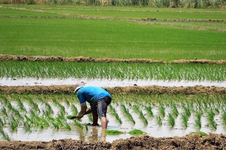 Piura: Gobierno Regional expresa preocupación por caída de precios del arroz que afecta a productores