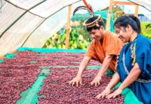 Café peruano incrementa exportaciones y fortalece su presencia en mercados internacionales Café peruano incrementa exportaciones y fortalece su presencia en mercados internacionales