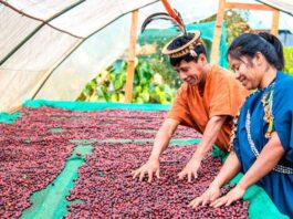 Café peruano incrementa exportaciones y fortalece su presencia en mercados internacionales Café peruano incrementa exportaciones y fortalece su presencia en mercados internacionales