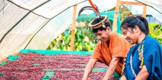 Café peruano incrementa exportaciones y fortalece su presencia en mercados internacionales Café peruano incrementa exportaciones y fortalece su presencia en mercados internacionales