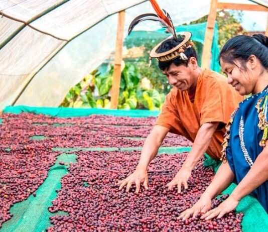 Café peruano incrementa exportaciones y fortalece su presencia en mercados internacionales Café peruano incrementa exportaciones y fortalece su presencia en mercados internacionales