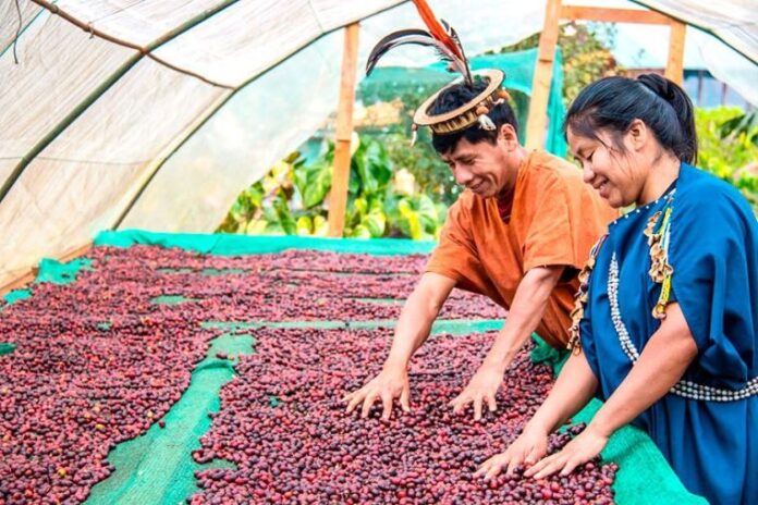 Café peruano incrementa exportaciones y fortalece su presencia en mercados internacionales Café peruano incrementa exportaciones y fortalece su presencia en mercados internacionales