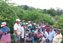 Productores de Tambogrande fortalecen técnicas de cultivo de limón sutil en Escuela de Campo Productores de Tambogrande fortalecen técnicas de cultivo de limón sutil en Escuela de Campo