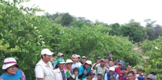 Productores de Tambogrande fortalecen técnicas de cultivo de limón sutil en Escuela de Campo Productores de Tambogrande fortalecen técnicas de cultivo de limón sutil en Escuela de Campo