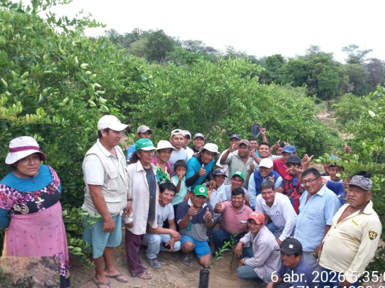 Productores de Tambogrande fortalecen técnicas de cultivo de limón sutil en Escuela de Campo