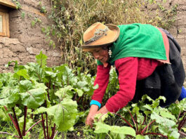Agricultura familiar recibirá apoyo ante friaje y bajas temperaturas Agricultura familiar recibirá apoyo ante friaje y bajas temperaturas
