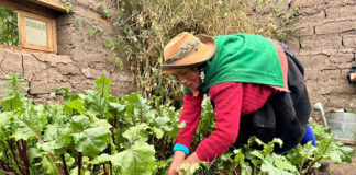 Agricultura familiar recibirá apoyo ante friaje y bajas temperaturas Agricultura familiar recibirá apoyo ante friaje y bajas temperaturas
