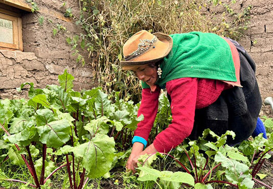 Agricultura familiar recibirá apoyo ante friaje y bajas temperaturas Agricultura familiar recibirá apoyo ante friaje y bajas temperaturas