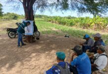 Piura instala parcela de hortalizas orgánicas para pequeños agricultores Piura instala parcela de hortalizas orgánicas para pequeños agricultores