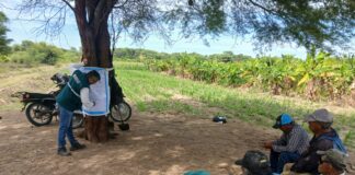 Piura instala parcela de hortalizas orgánicas para pequeños agricultores Piura instala parcela de hortalizas orgánicas para pequeños agricultores