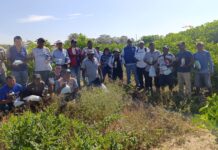 Agricultores de Medio Piura fortalecen manejo del pH para mejorar uso de agroquímicos Agricultores de Medio Piura fortalecen manejo del pH para mejorar uso de agroquímicos