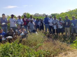 Agricultores de Medio Piura fortalecen manejo del pH para mejorar uso de agroquímicos Agricultores de Medio Piura fortalecen manejo del pH para mejorar uso de agroquímicos
