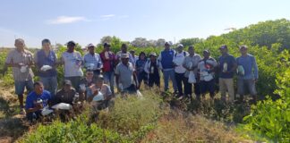 Agricultores de Medio Piura fortalecen manejo del pH para mejorar uso de agroquímicos Agricultores de Medio Piura fortalecen manejo del pH para mejorar uso de agroquímicos