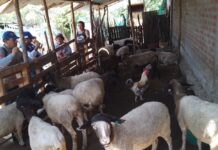 Piura: Productores de Las Lomas reciben capacitación para mejorar crianza de ovinos Piura: Productores de Las Lomas reciben capacitación para mejorar crianza de ovinos