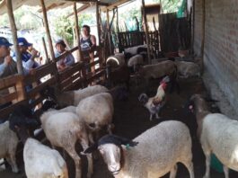 Piura: Productores de Las Lomas reciben capacitación para mejorar crianza de ovinos Piura: Productores de Las Lomas reciben capacitación para mejorar crianza de ovinos