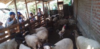 Piura: Productores de Las Lomas reciben capacitación para mejorar crianza de ovinos Piura: Productores de Las Lomas reciben capacitación para mejorar crianza de ovinos