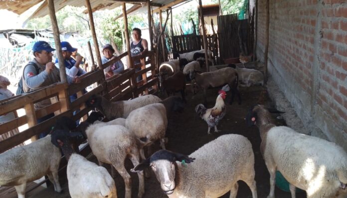 Piura: Productores de Las Lomas reciben capacitación para mejorar crianza de ovinos