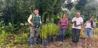 Productores de Madre de Dios reciben plantones mejorados de camu camu Productores de Madre de Dios reciben plantones mejorados de camu camu