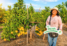 Agricultores de Tacna colocan naranja en Lima y mejoran su rentabilidad Agricultores de Tacna colocan naranja en Lima y mejoran su rentabilidad