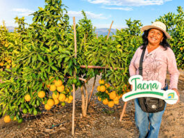 Agricultores de Tacna colocan naranja en Lima y mejoran su rentabilidad Agricultores de Tacna colocan naranja en Lima y mejoran su rentabilidad