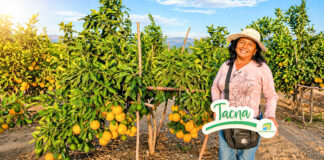 Agricultores de Tacna colocan naranja en Lima y mejoran su rentabilidad Agricultores de Tacna colocan naranja en Lima y mejoran su rentabilidad