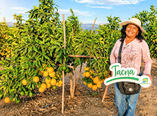 Agricultores de Tacna colocan naranja en Lima y mejoran su rentabilidad Agricultores de Tacna colocan naranja en Lima y mejoran su rentabilidad