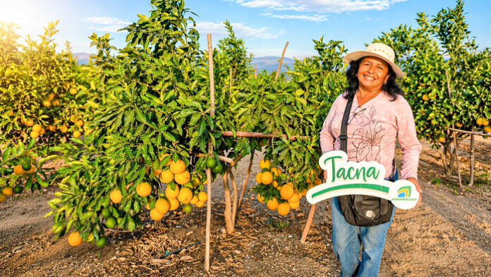 Agricultores de Tacna colocan naranja en Lima y mejoran su rentabilidad Agricultores de Tacna colocan naranja en Lima y mejoran su rentabilidad