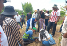 Agricultores de Tambogrande incrementan producción de limón con asistencia técnica regional Agricultores de Tambogrande incrementan producción de limón con asistencia técnica regional