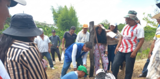 Agricultores de Tambogrande incrementan producción de limón con asistencia técnica regional Agricultores de Tambogrande incrementan producción de limón con asistencia técnica regional