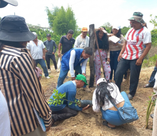 Agricultores de Tambogrande incrementan producción de limón con asistencia técnica regional Agricultores de Tambogrande incrementan producción de limón con asistencia técnica regional
