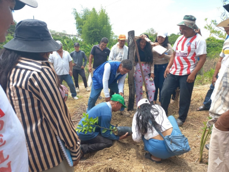 Agricultores de Tambogrande incrementan producción de limón con asistencia técnica regional