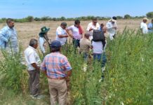 Agricultores de Cura Mori impulsan siembra de ajonjolí como alternativa agrícola de bajo costo Cura Mori impulsa cultivo de ajonjolí como alternativa agrícola de bajo costo