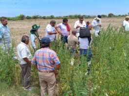 Agricultores de Cura Mori impulsan siembra de ajonjolí como alternativa agrícola de bajo costo Cura Mori impulsa cultivo de ajonjolí como alternativa agrícola de bajo costo