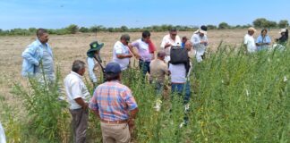 Agricultores de Cura Mori impulsan siembra de ajonjolí como alternativa agrícola de bajo costo Cura Mori impulsa cultivo de ajonjolí como alternativa agrícola de bajo costo