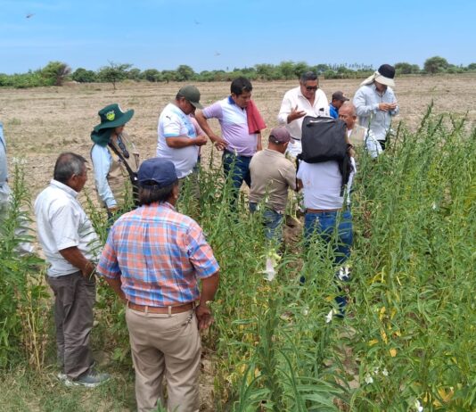 Agricultores de Cura Mori impulsan siembra de ajonjolí como alternativa agrícola de bajo costo Cura Mori impulsa cultivo de ajonjolí como alternativa agrícola de bajo costo