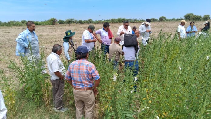 Cura Mori impulsa cultivo de ajonjolí como alternativa agrícola de bajo costo