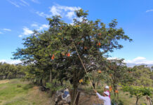 Más de 7,000 toneladas de tara y S/ 21 millones impulsan economía forestal Más de 7,000 toneladas de tara y S/ 21 millones impulsan economía forestal