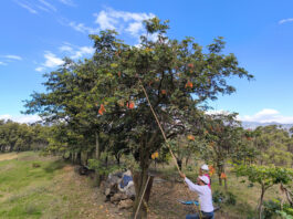 Más de 7,000 toneladas de tara y S/ 21 millones impulsan economía forestal Más de 7,000 toneladas de tara y S/ 21 millones impulsan economía forestal