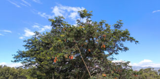 Más de 7,000 toneladas de tara y S/ 21 millones impulsan economía forestal Más de 7,000 toneladas de tara y S/ 21 millones impulsan economía forestal