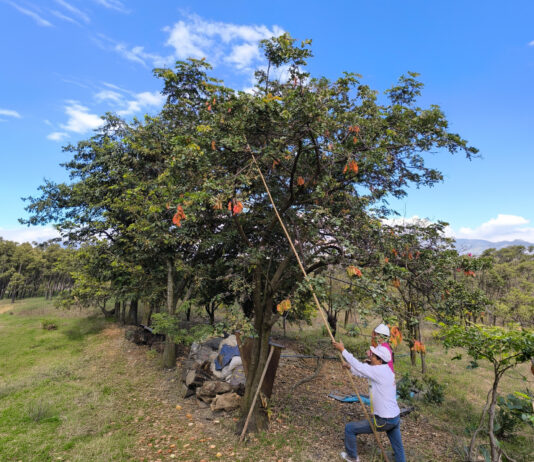 Más de 7,000 toneladas de tara y S/ 21 millones impulsan economía forestal Más de 7,000 toneladas de tara y S/ 21 millones impulsan economía forestal