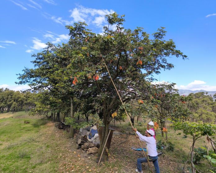 Más de 7,000 toneladas de tara y S/ 21 millones impulsan economía forestal
