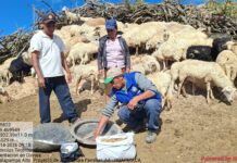 Productores de Huarmaca mejoran crianza de ovinos con buenas prácticas alimenticias y sanitarias Productores de Huarmaca mejoran crianza de ovinos con buenas prácticas alimenticias y sanitarias