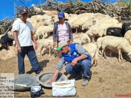 Productores de Huarmaca mejoran crianza de ovinos con buenas prácticas alimenticias y sanitarias Productores de Huarmaca mejoran crianza de ovinos con buenas prácticas alimenticias y sanitarias