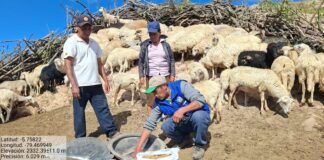 Productores de Huarmaca mejoran crianza de ovinos con buenas prácticas alimenticias y sanitarias Productores de Huarmaca mejoran crianza de ovinos con buenas prácticas alimenticias y sanitarias