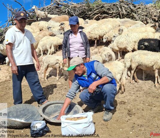 Productores de Huarmaca mejoran crianza de ovinos con buenas prácticas alimenticias y sanitarias Productores de Huarmaca mejoran crianza de ovinos con buenas prácticas alimenticias y sanitarias