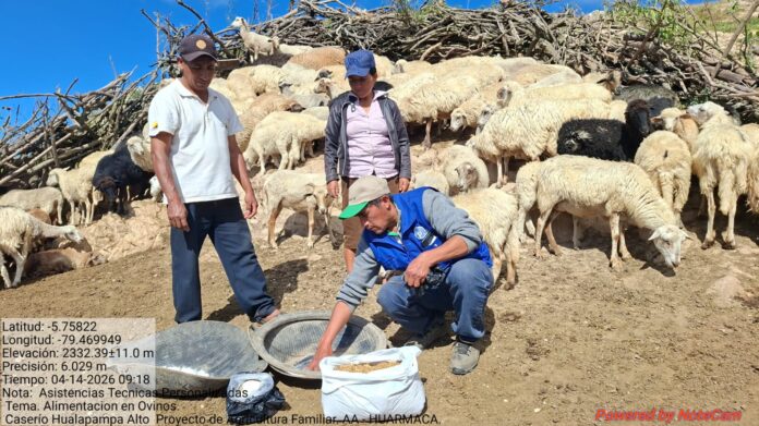 Productores de Huarmaca mejoran crianza de ovinos con buenas prácticas alimenticias y sanitarias